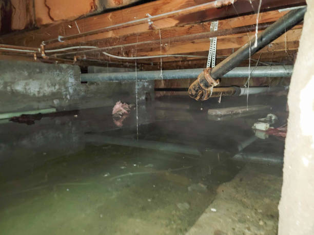 Best Local water damage restoration  in Robstown, TX
