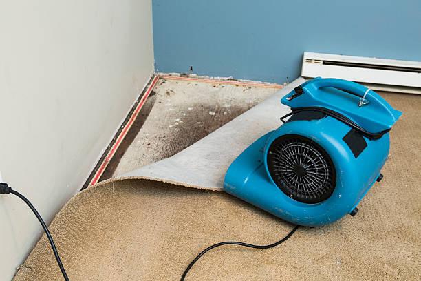 Best Water damage cleanup near me  in Robstown, TX